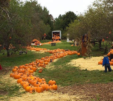 Bemis Farms Pumpkin Path, a scenic fall destination for families with children in Spencer, Massachusetts.